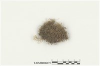 藏品(樹羽苔屬)的圖片